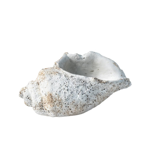 Small Conch shell