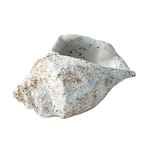 Large Conch shell