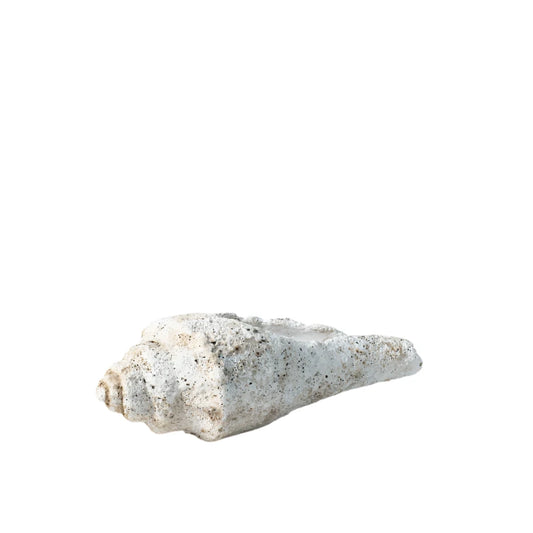 Pointed conch shell