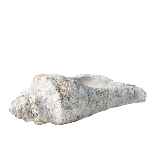 Giant conch shell